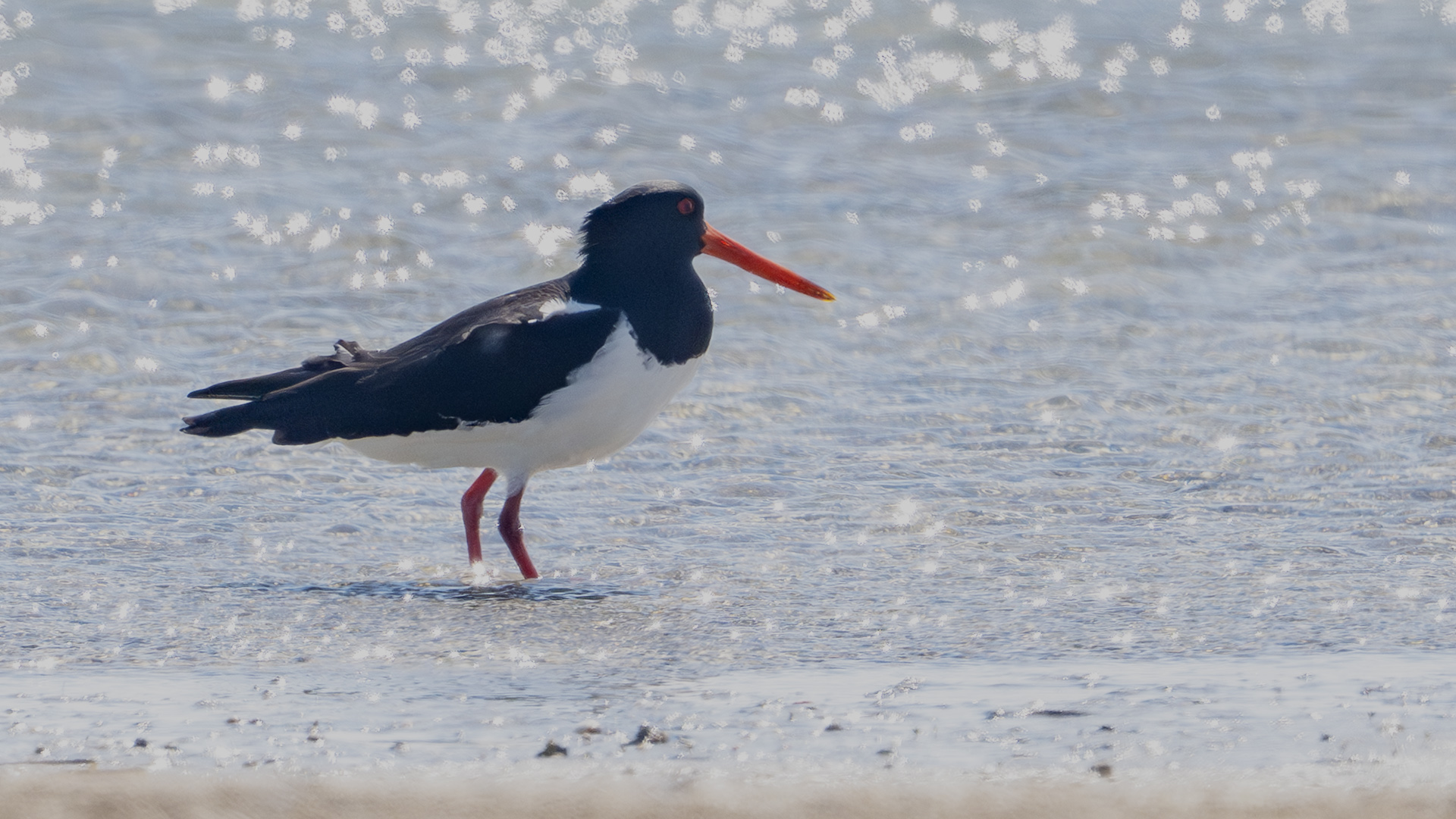 Eurasian Oystercatcher
